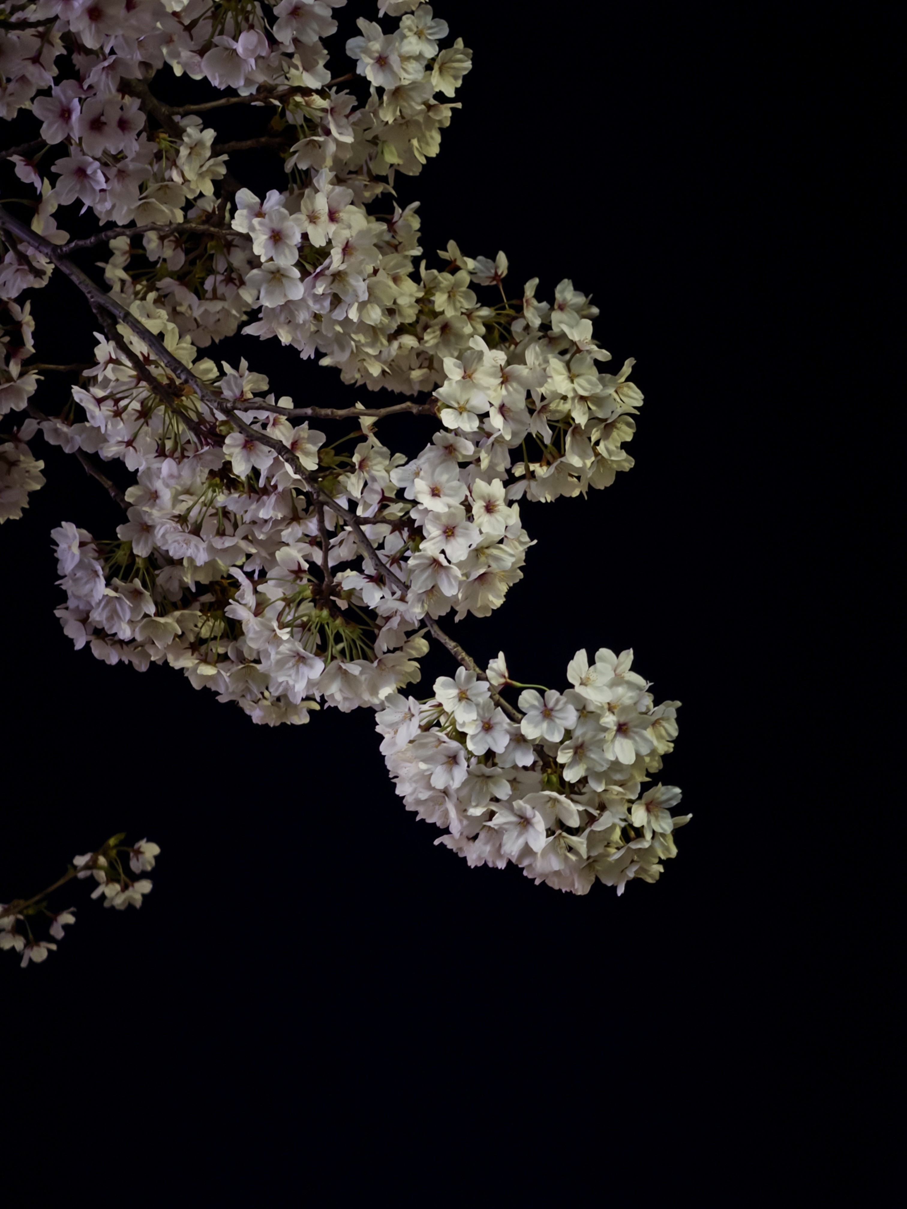 [잡담] 오늘 성북천 벚꽃 🌸🌸 | 인스티즈