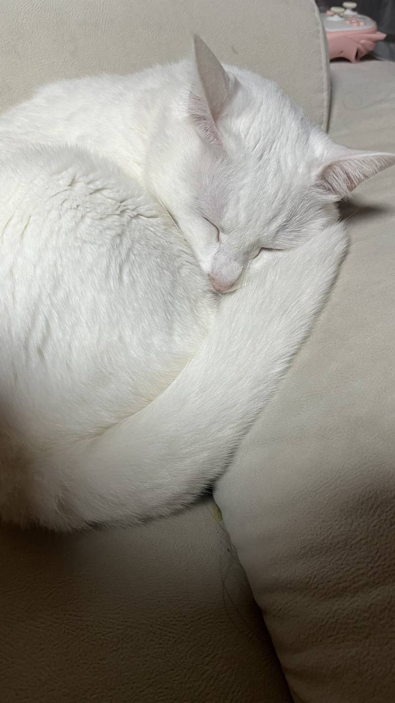 [잡담] 우리 고양이 조는거 너무 귀여워 | 인스티즈