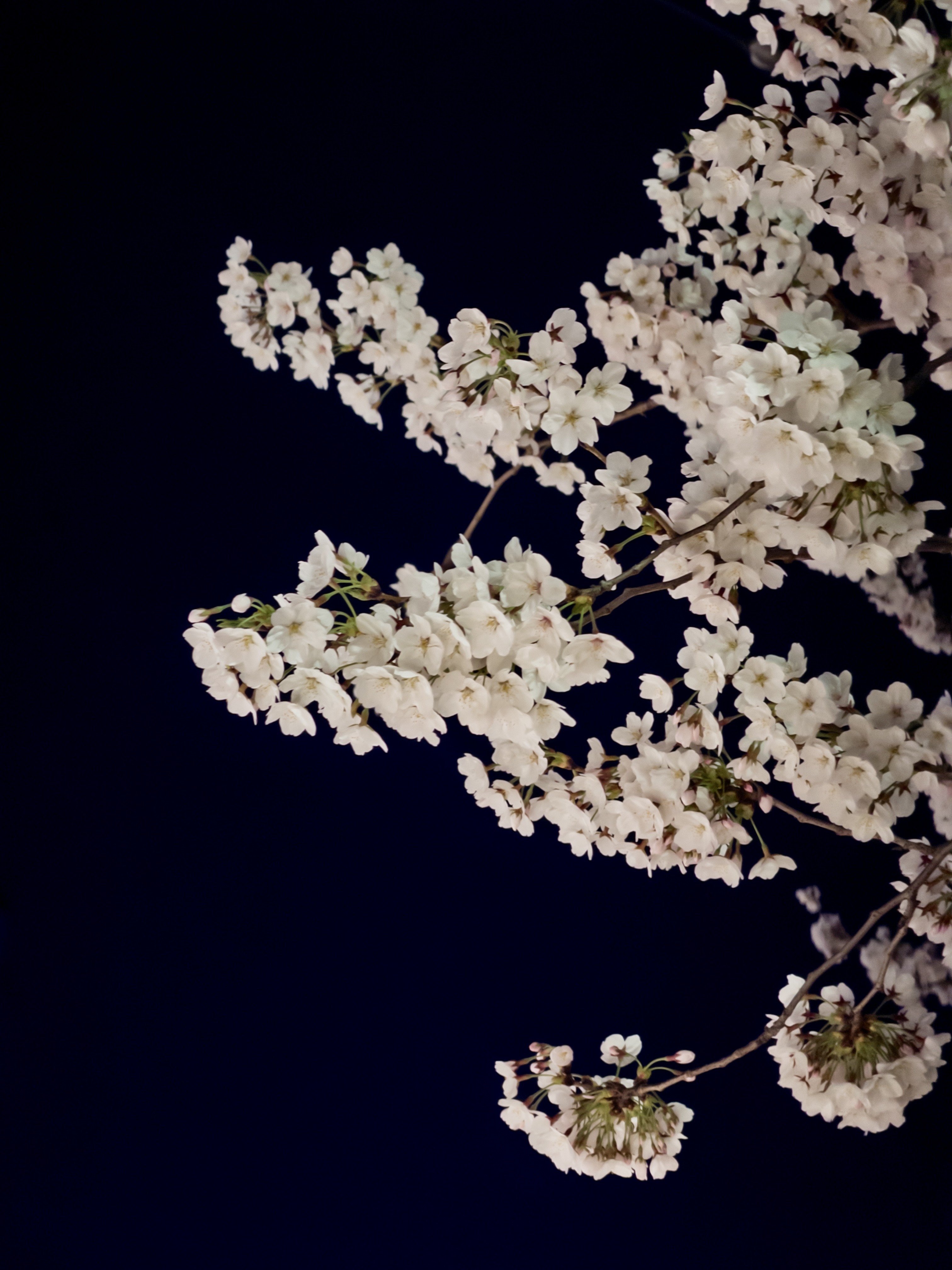 [잡담] 오늘 성북천 벚꽃 🌸🌸 | 인스티즈