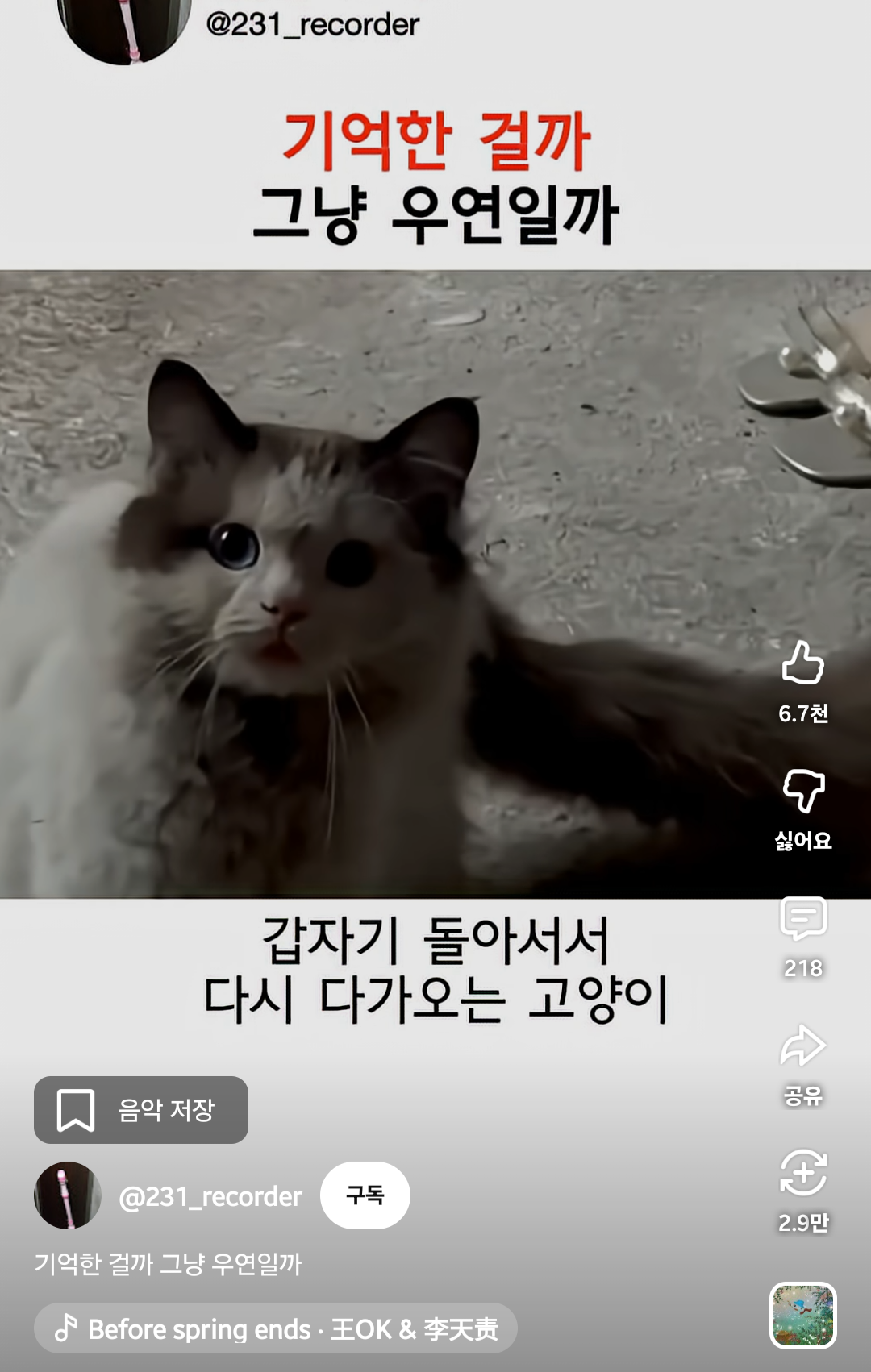 [잡담] 냥집사들아 고양이 꼬리가 이렇게 길어? | 인스티즈