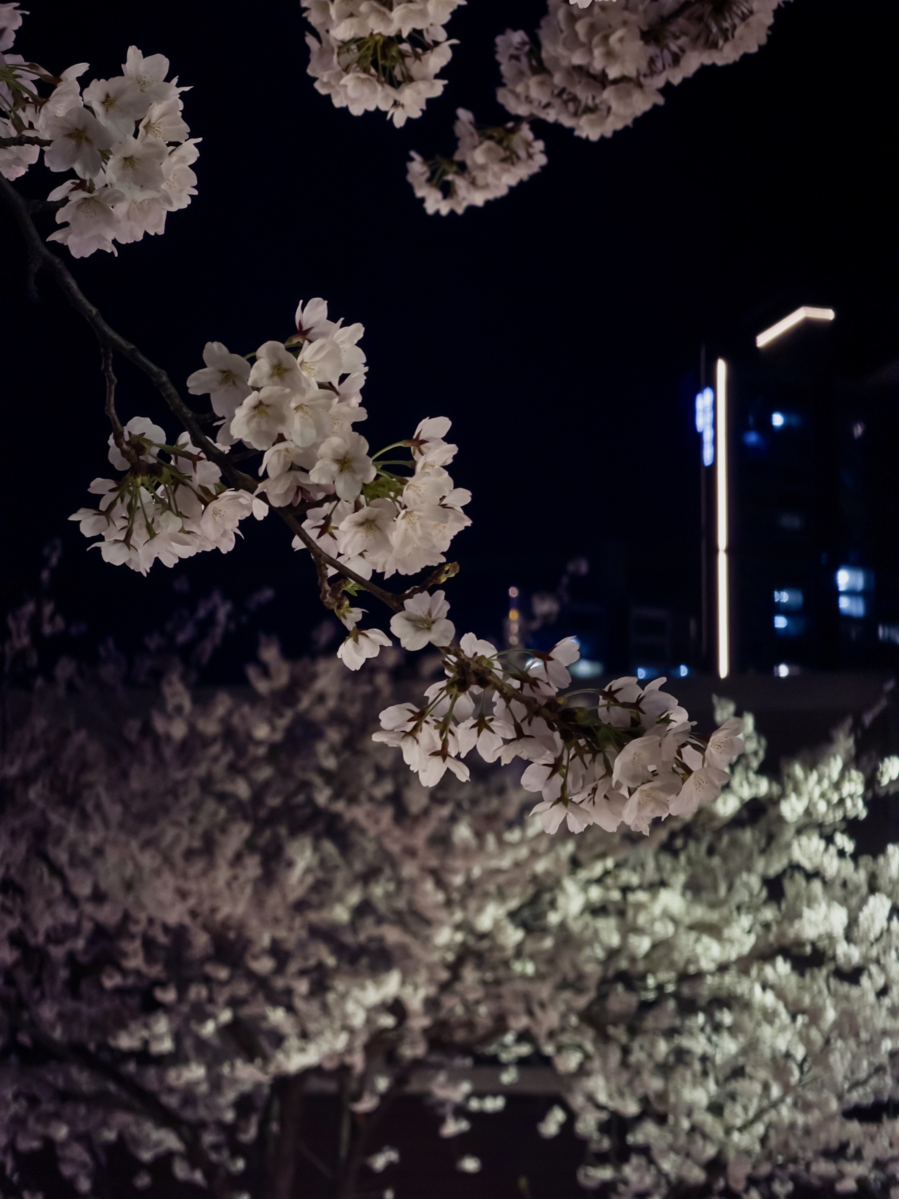 [잡담] 오늘 성북천 벚꽃 🌸🌸 | 인스티즈