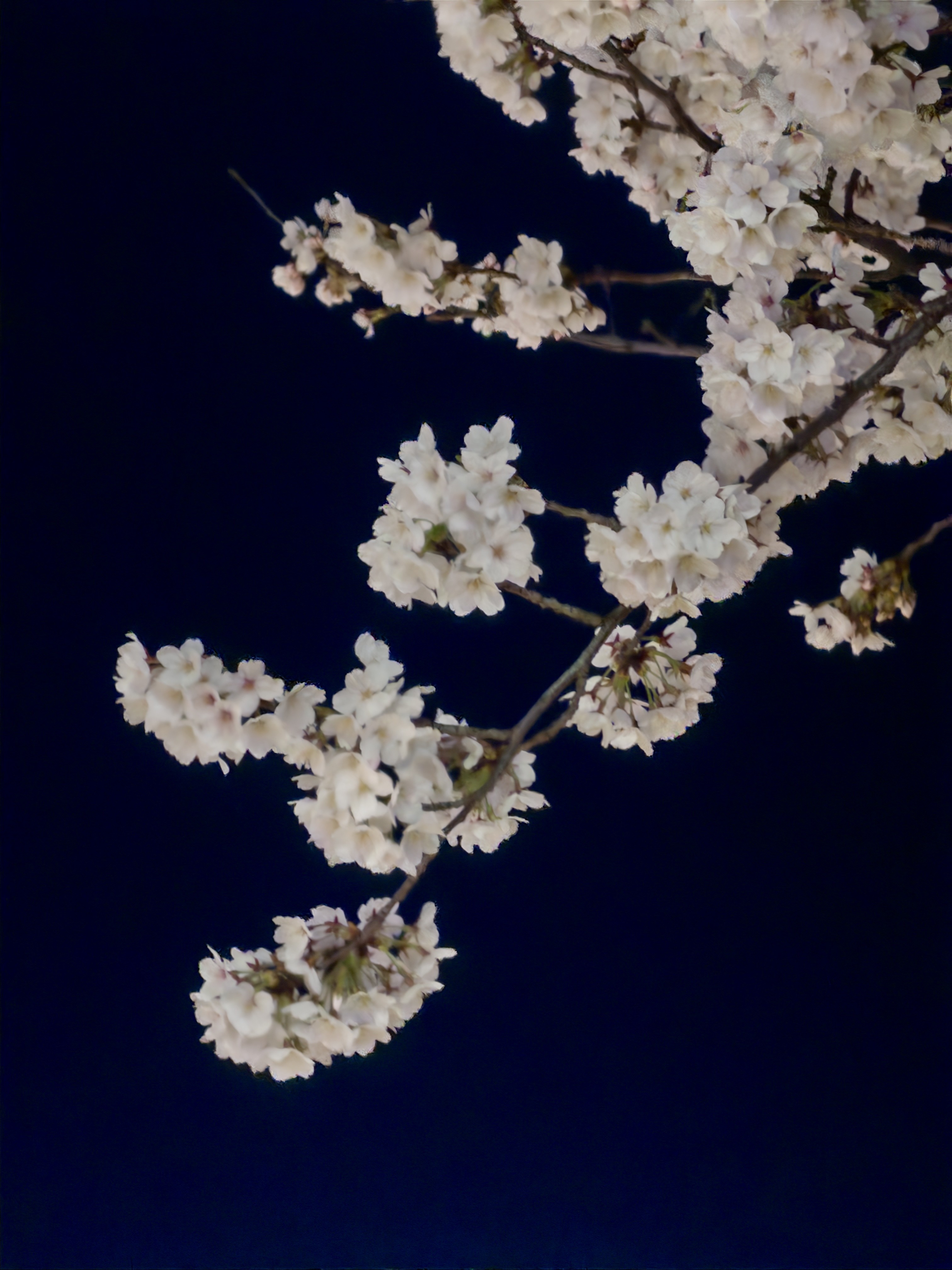 [잡담] 오늘 성북천 벚꽃 🌸🌸 | 인스티즈