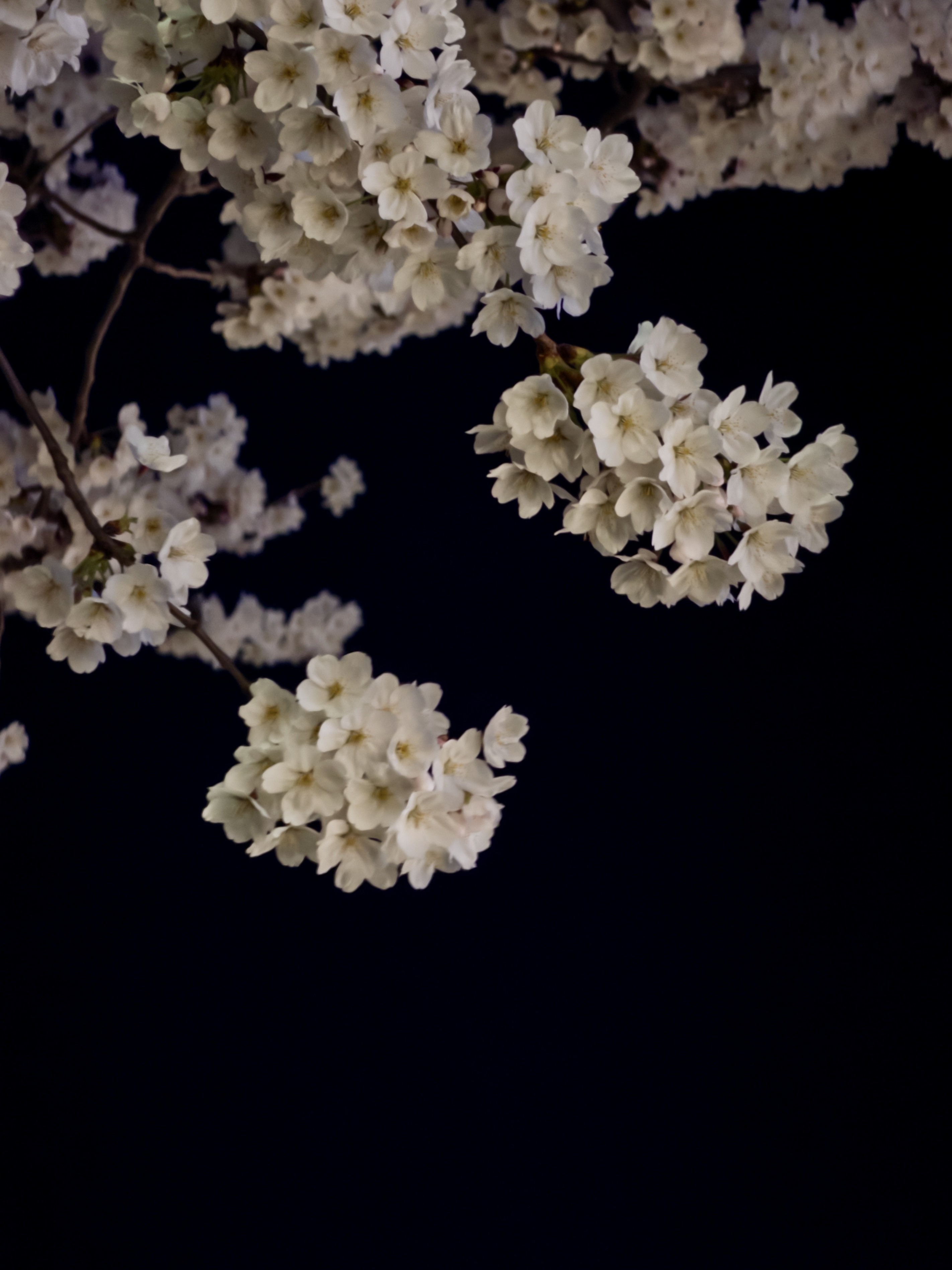 [잡담] 오늘 성북천 벚꽃 🌸🌸 | 인스티즈