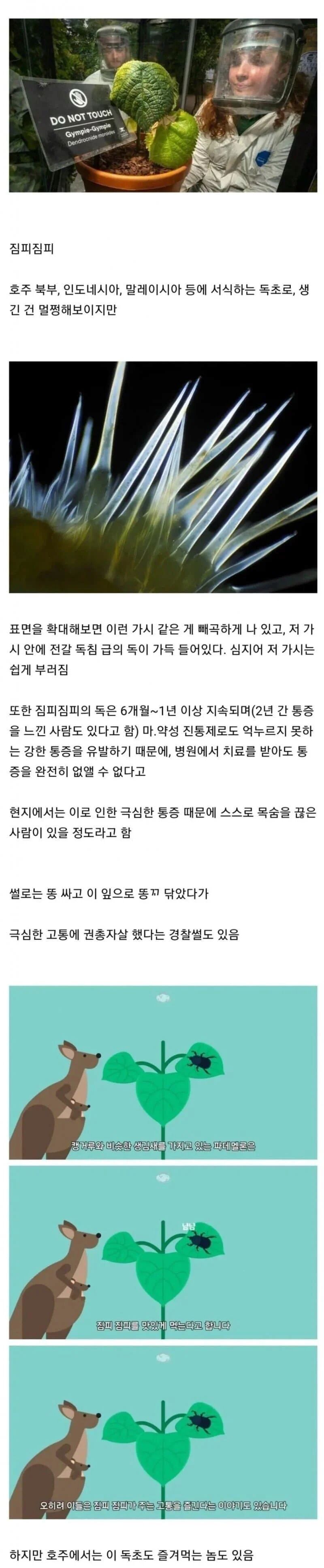 호주에서 건드리면 ㅈ되는 식물 | 인스티즈