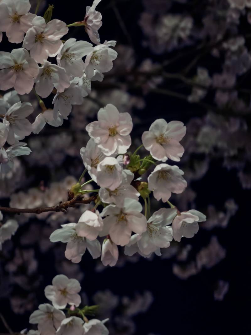[잡담] 벚꽃🌸 | 인스티즈