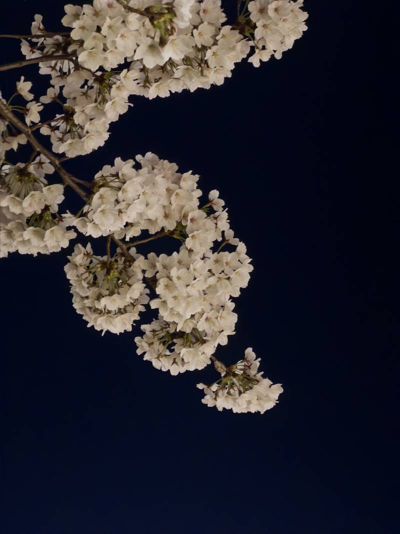 [잡담] 오늘 성북천 벚꽃 🌸🌸 | 인스티즈