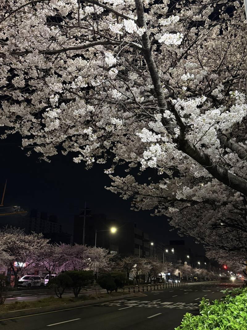 [잡담] 봄에 젤 보기좋은 우리 동네 | 인스티즈