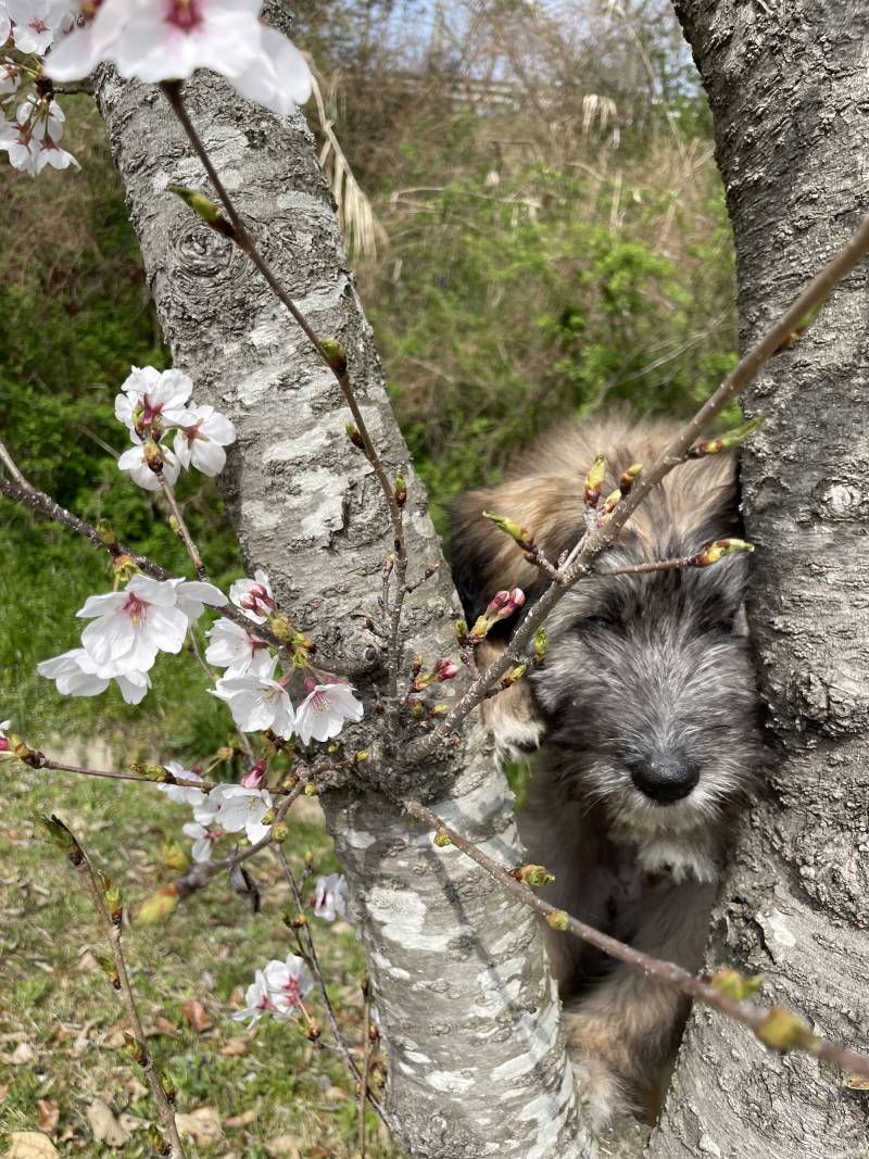 [잡담] 우리집 삽살벚꽃 보고가 | 인스티즈