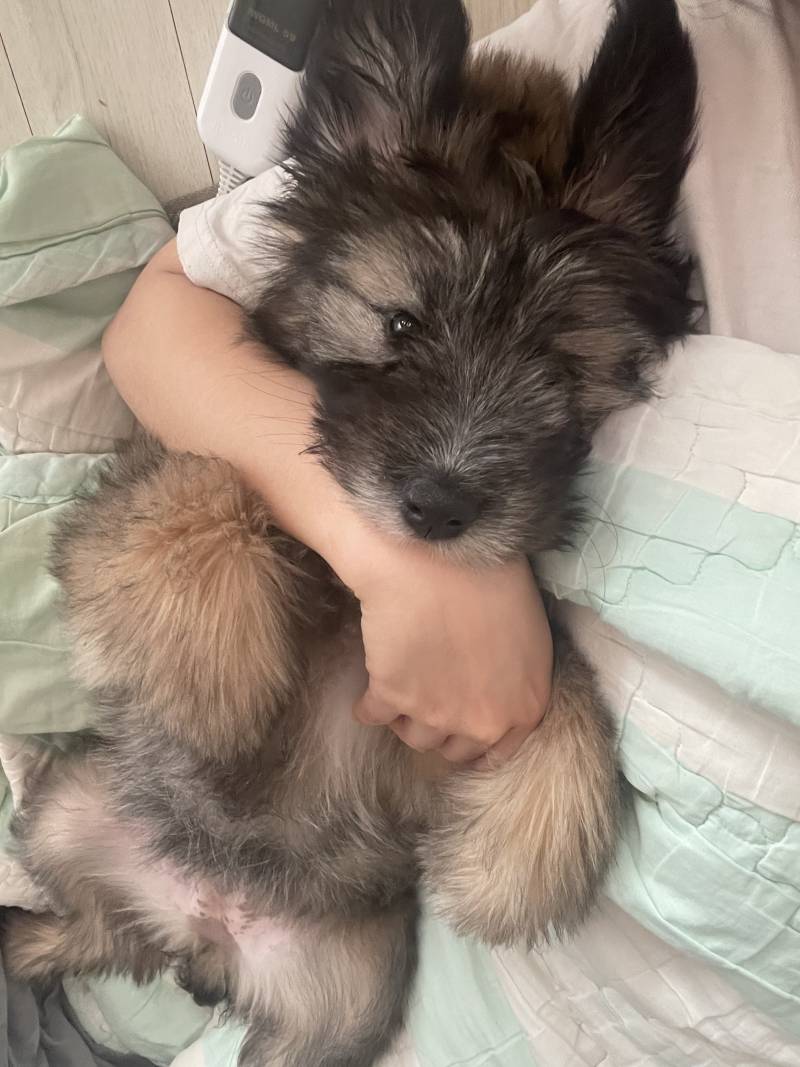 [잡담] 우리집 삽살벚꽃 보고가 | 인스티즈