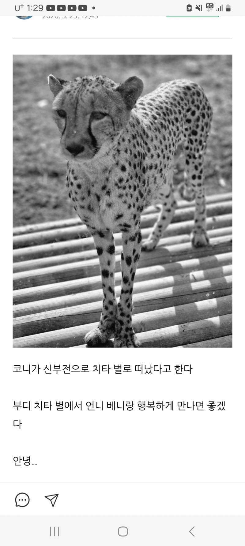 [정보/소식] 서울대공원 치타 코니 폐사 | 인스티즈