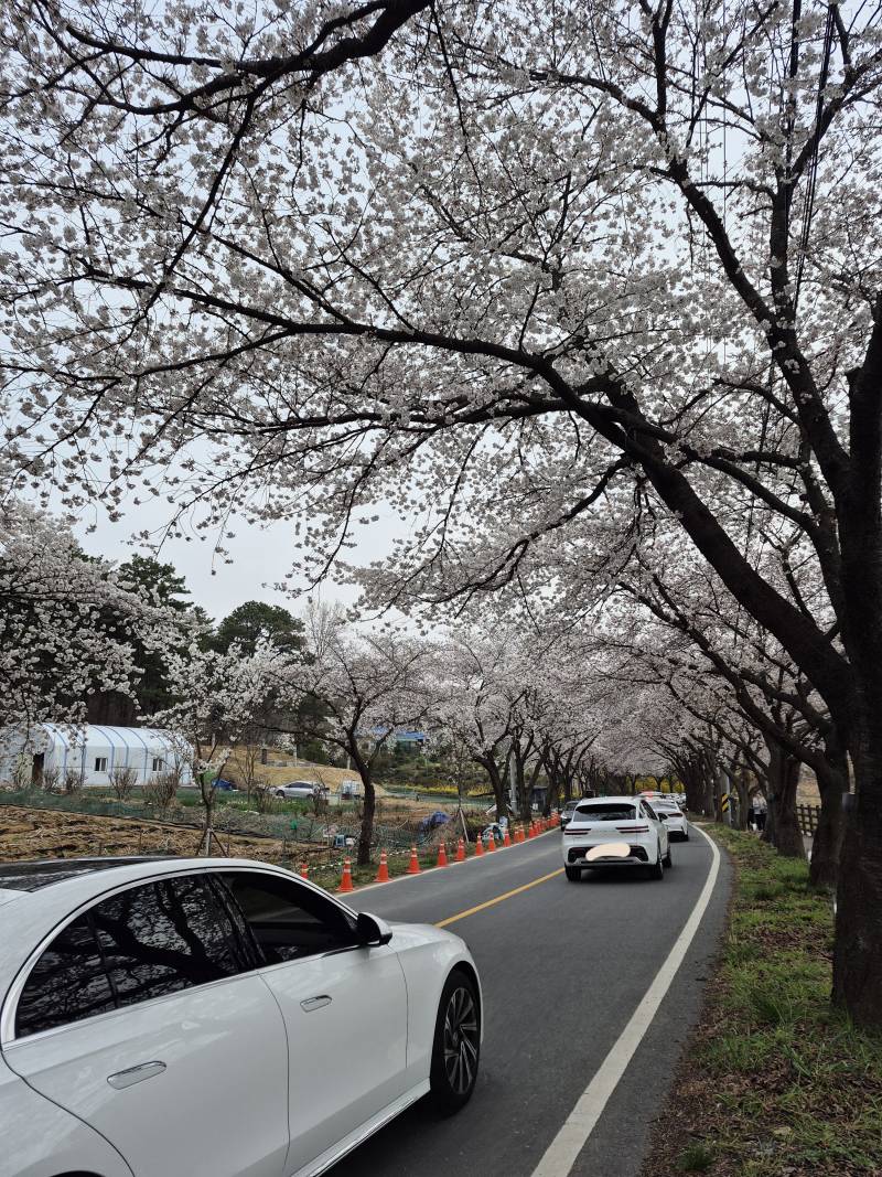 [잡담] 벚꽃 만개했다 | 인스티즈