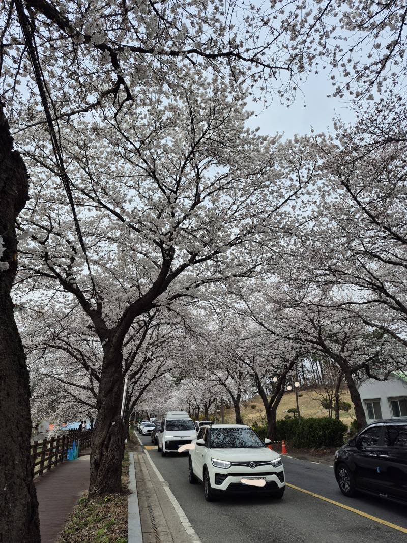 [잡담] 벚꽃 만개했다 | 인스티즈