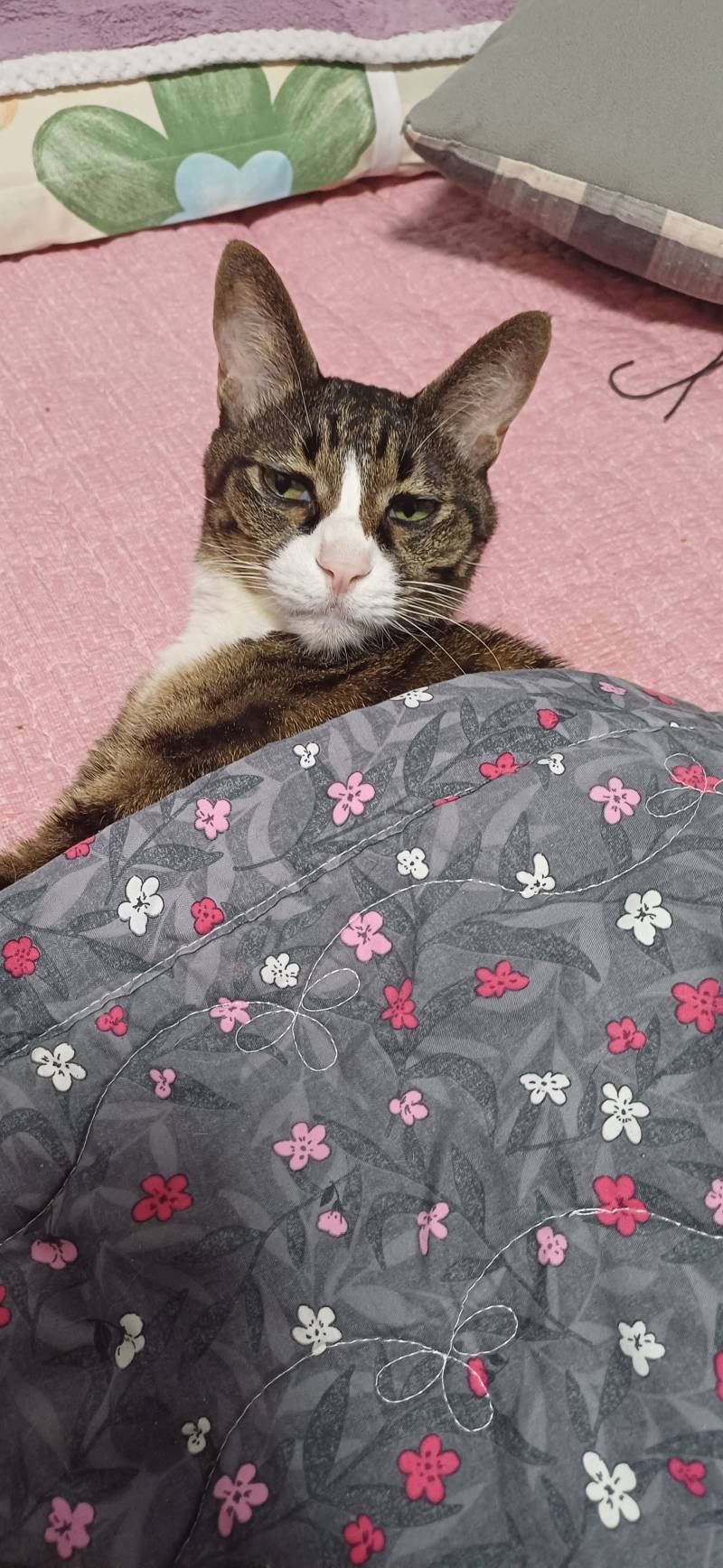 [잡담] 자는거 귀여워서 고양이 쓰다듬었더니 표정이ㅋㅋㅋ | 인스티즈