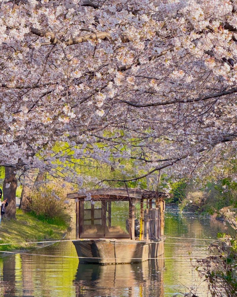 [잡담] 일본에 벚꽃 보러 옴 | 인스티즈