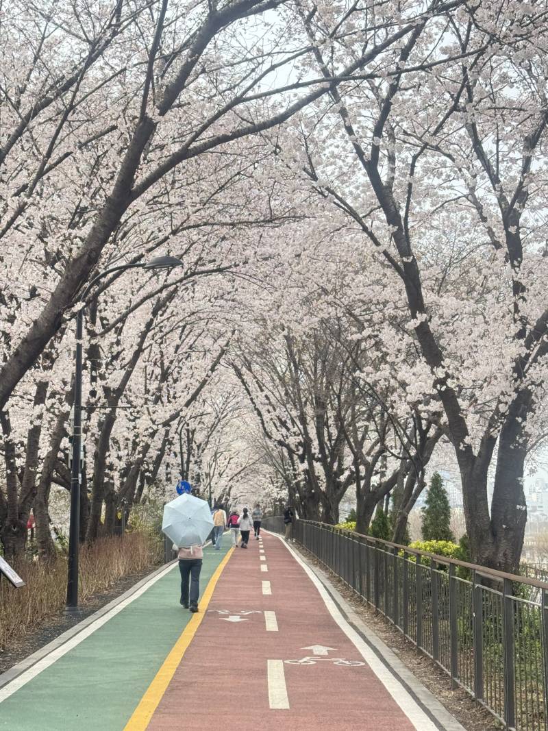 [잡담] 중랑천 벚꽃길 진짜 좋아 놀러와~ | 인스티즈