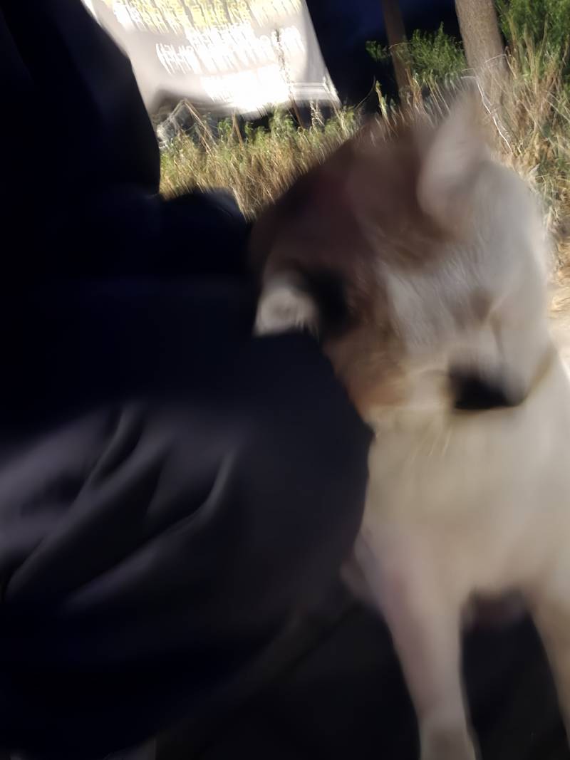 [잡담] 고양이들 엉덩이 맞는거 진짜 좋아하나봐 | 인스티즈