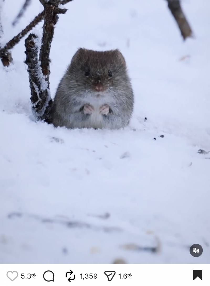 [잡담] 너네 이런 쥐가 떨고있으면 집에 들여보내줌? | 인스티즈