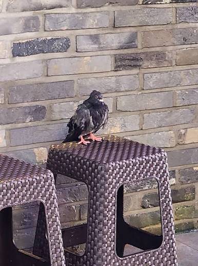 [잡담] 폭풍우 치는 밤 비둘기가 너무 춥고 힘든데 들여줄 수 있냐하면 | 인스티즈