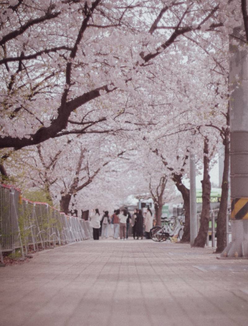 [잡담] 오늘 서울 날씨 개좋네...여의도 벚꽃만개임 | 인스티즈