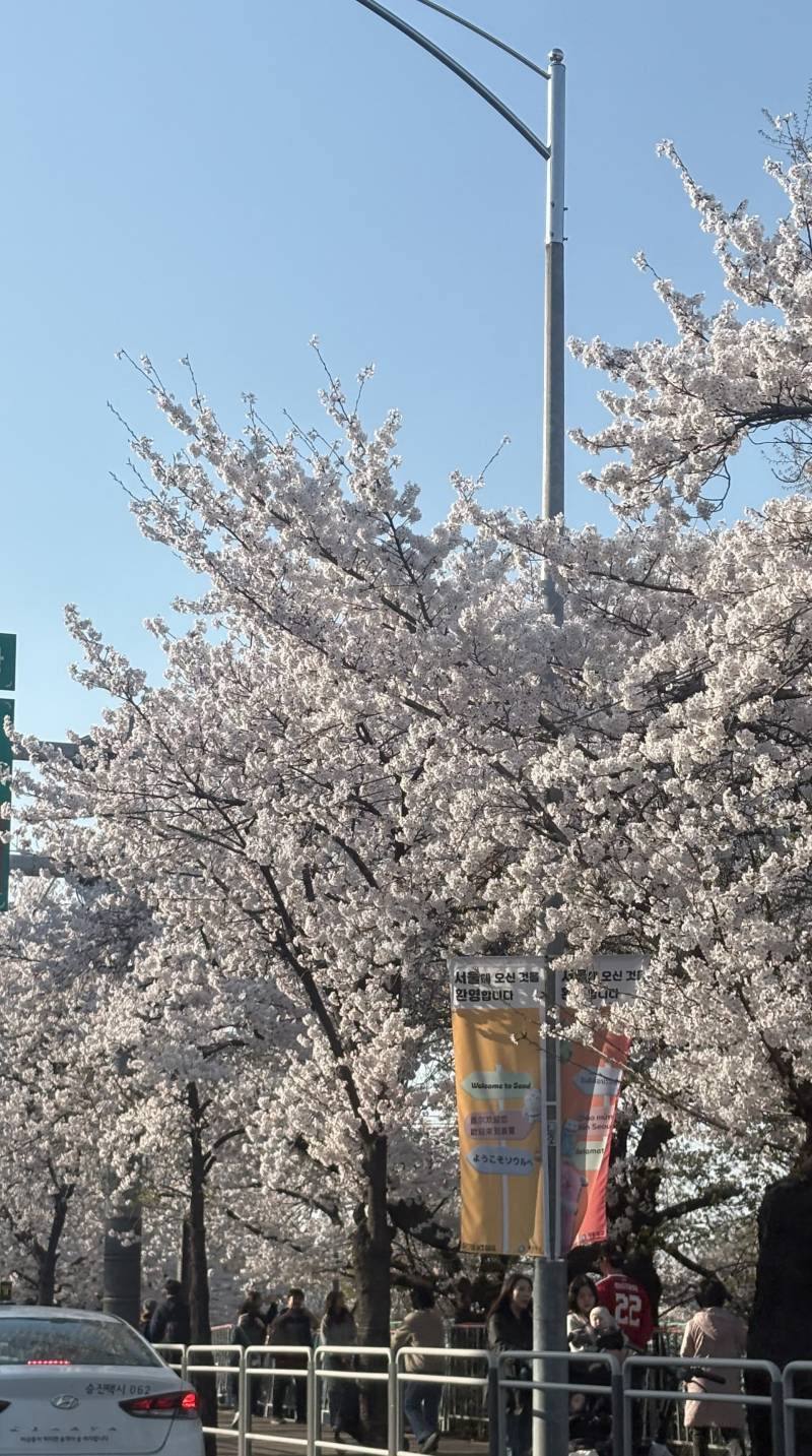 [잡담] 오늘 서울 날씨 개좋네...여의도 벚꽃만개임 | 인스티즈