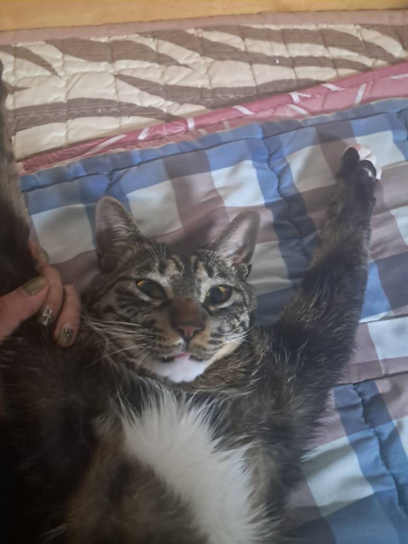 [잡담] 울집 고양이 성격 차이 진짜 ㅋㅋㅋ | 인스티즈