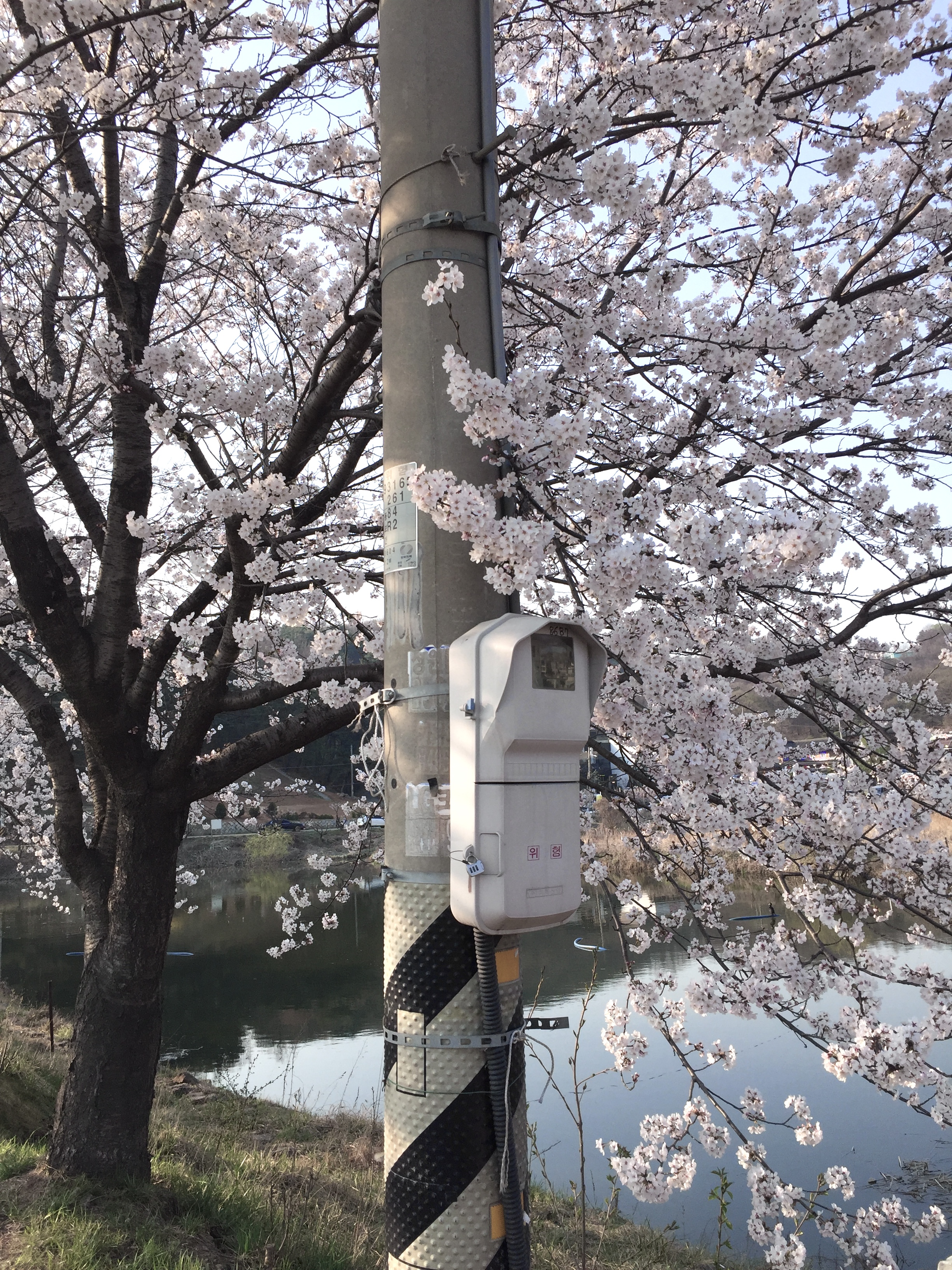 [잡담] 일본 갬성으로 벚꽃 컨셉샷 찍은 거 ㅎㅎ🌸 | 인스티즈