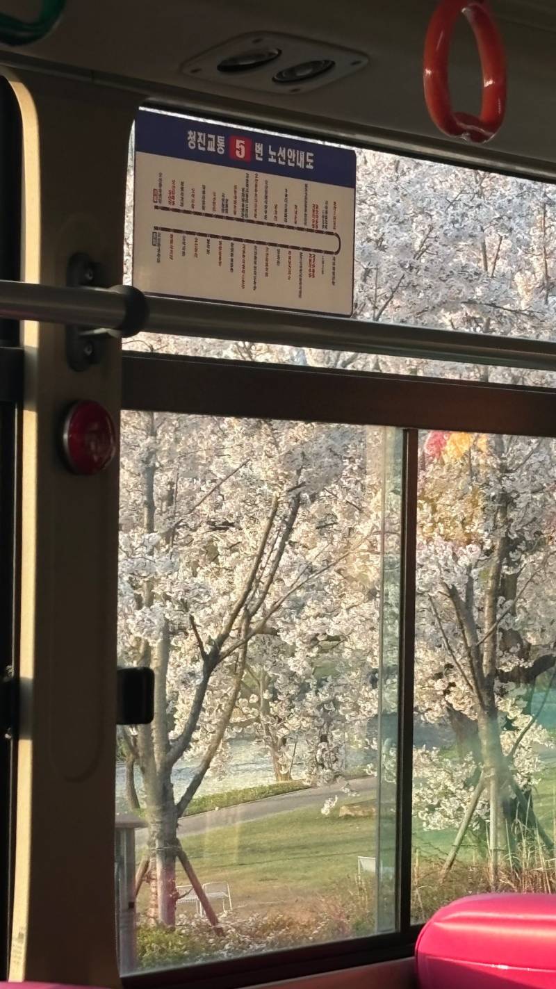 [잡담] 버스 안 벚꽃 | 인스티즈