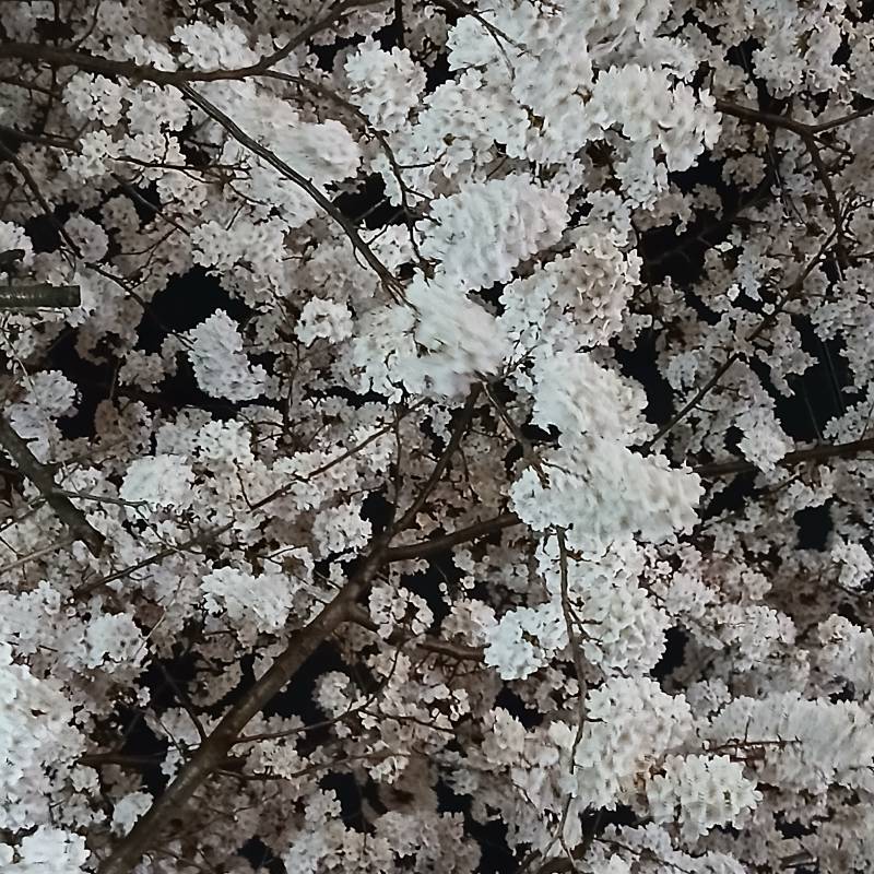 [잡담] 일하러 가는 길 꽃구경..... | 인스티즈