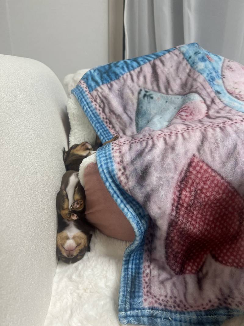 [잡담] 얘네 자는것좀봐,, | 인스티즈