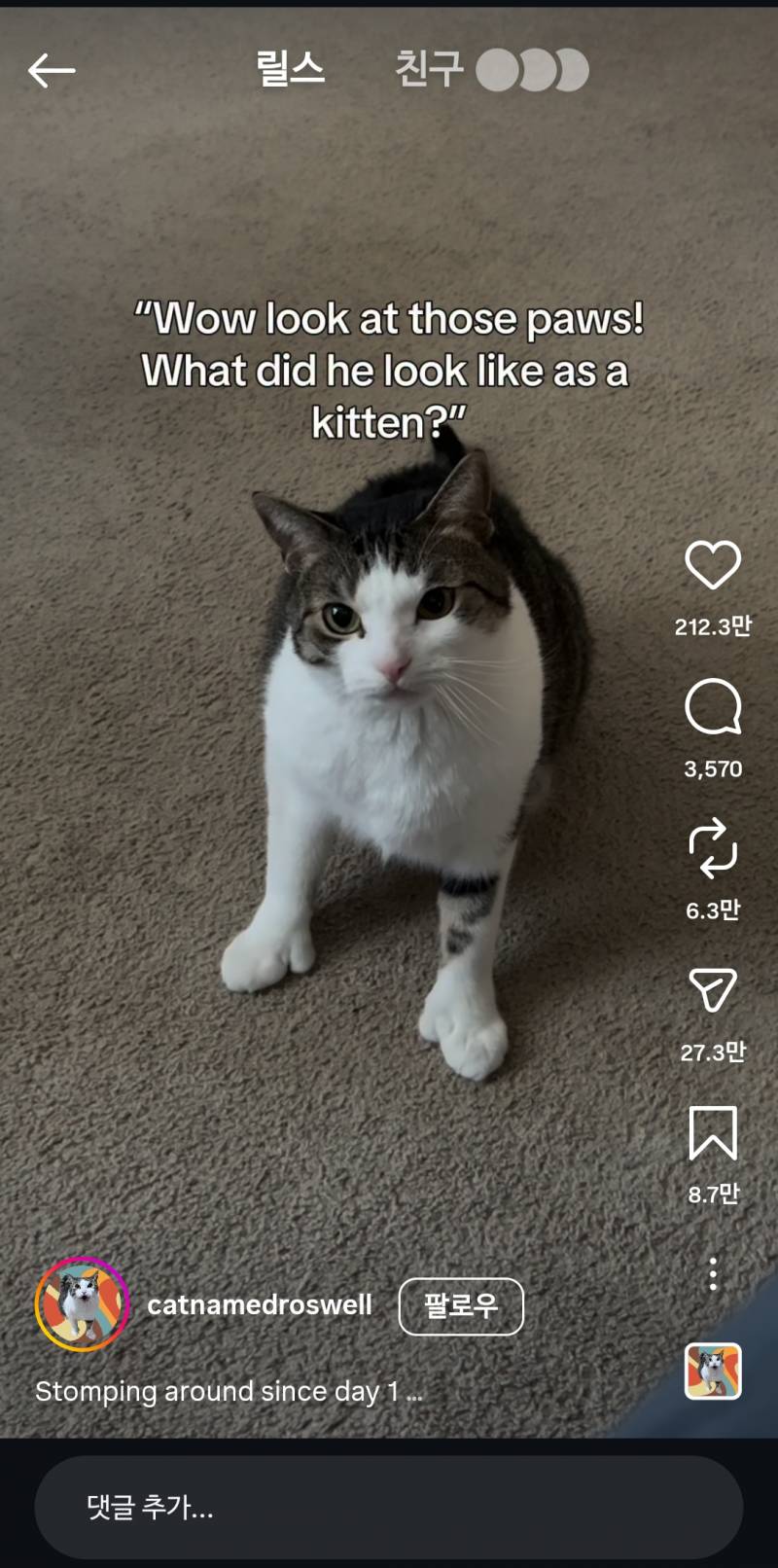 [잡담] 고양이 장갑낀거봐ㅋㅋㅋ | 인스티즈