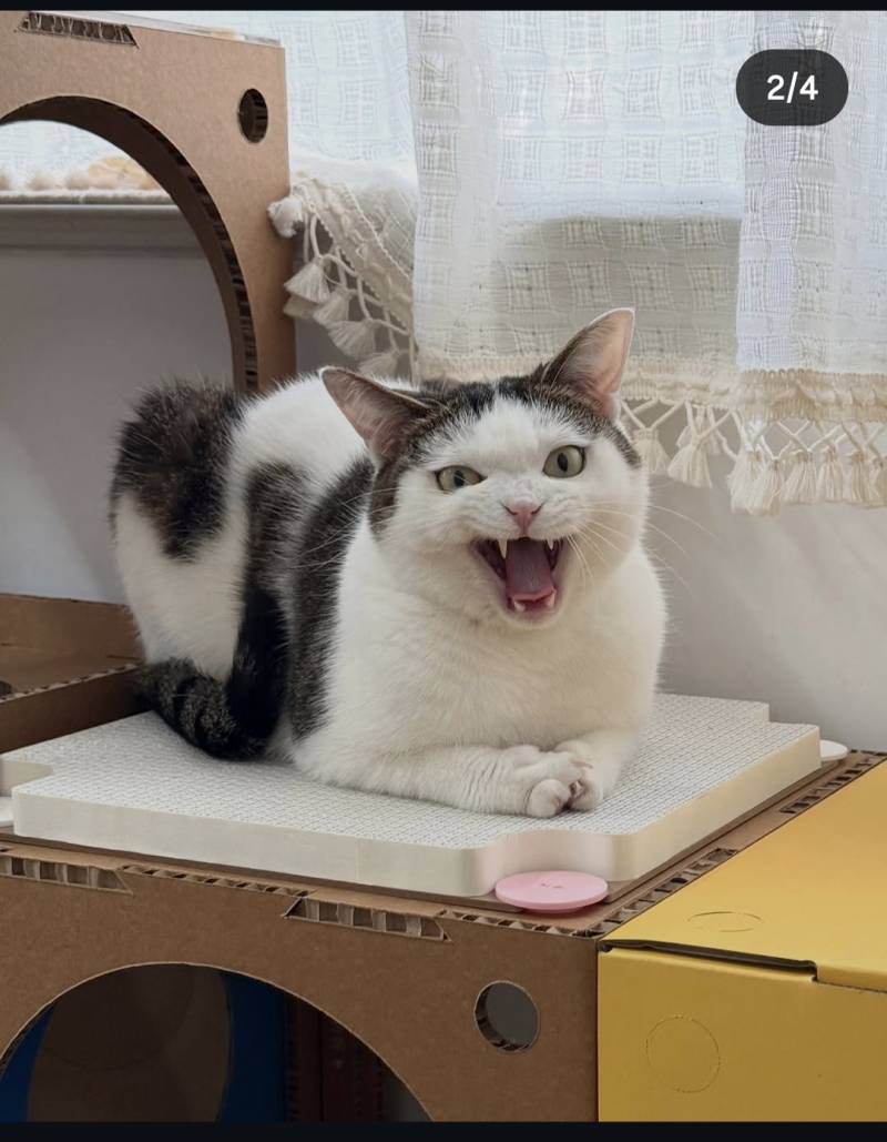 [잡담] 이 고양이 매력있어 | 인스티즈