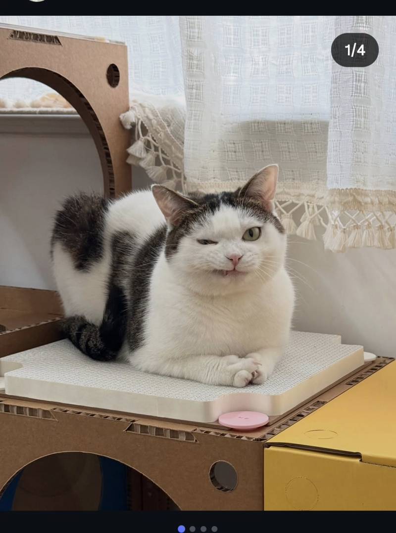 [잡담] 이 고양이 매력있어 | 인스티즈