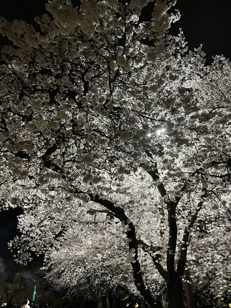 [잡담] 벚꽃 짱 예쁘당: | 인스티즈