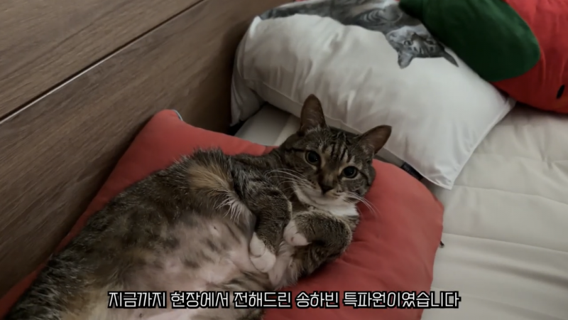 [잡담] 하 춘봉이 넘 기여워 | 인스티즈