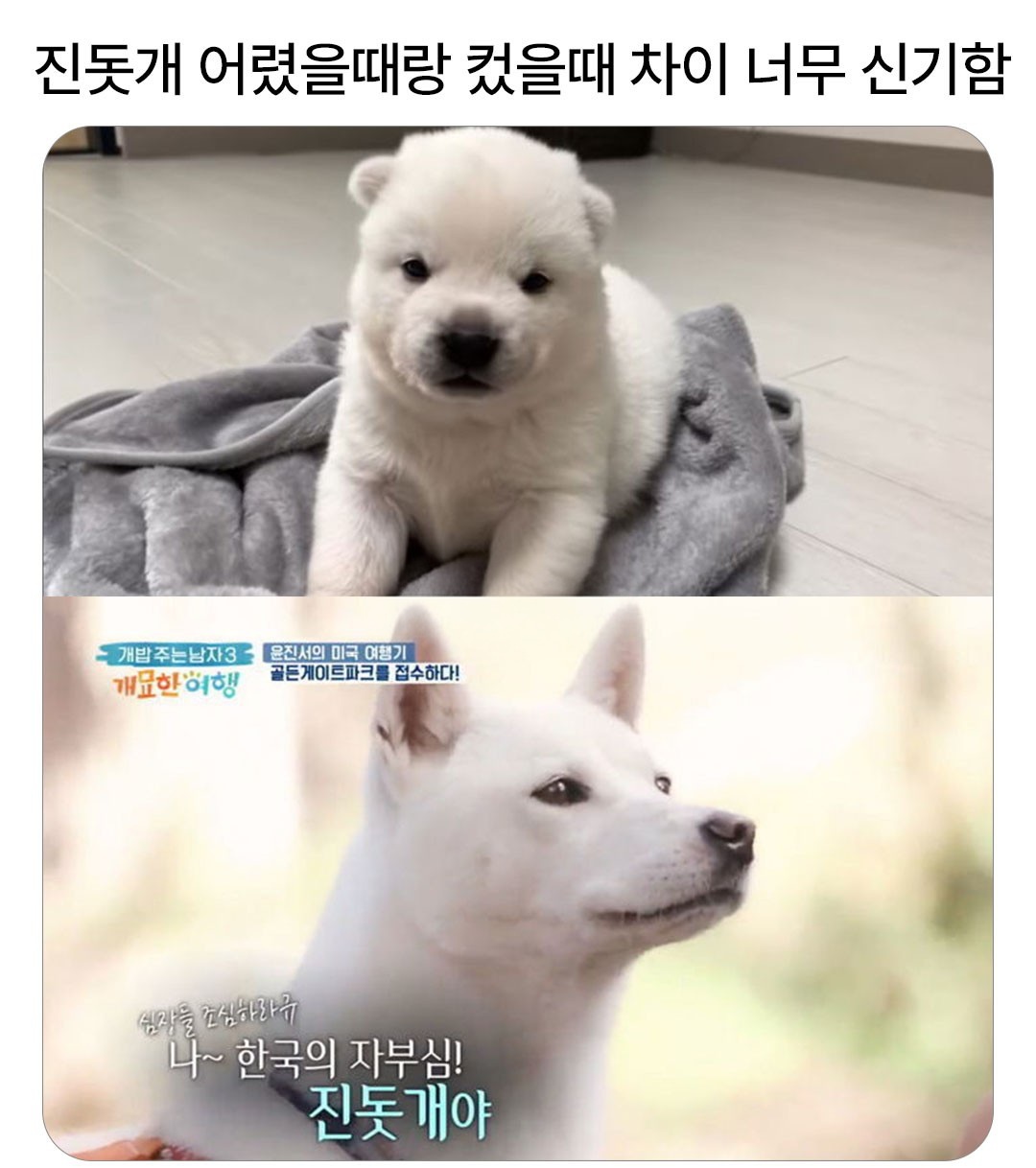 [잡담] 진돗개 애기 때랑 성견 됐을 때래 | 인스티즈