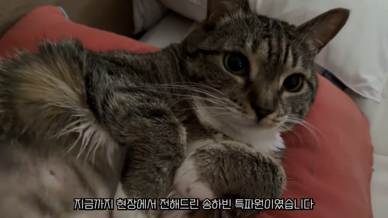 [잡담] 하 춘봉이 넘 기여워 | 인스티즈