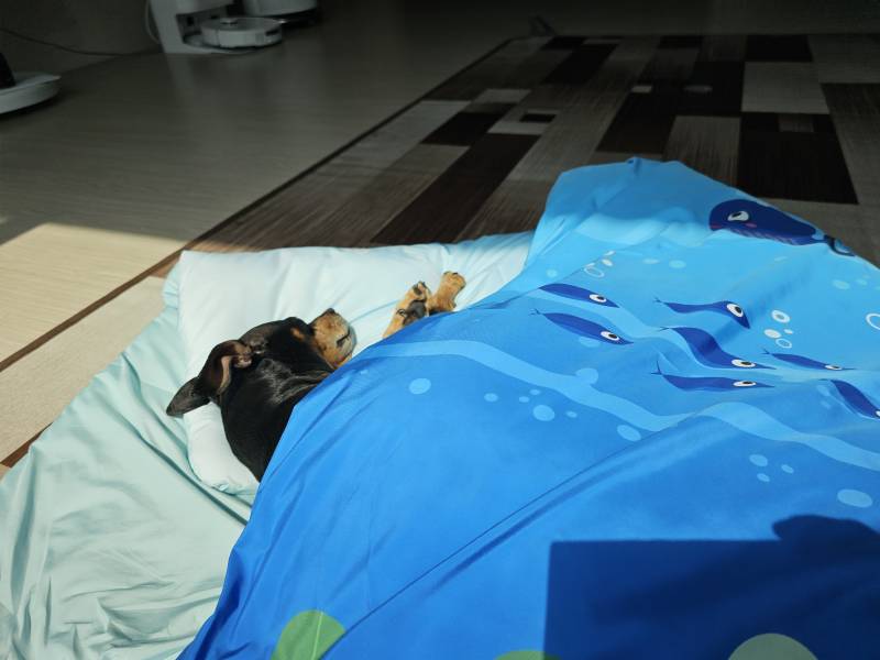 [잡담] 댕댕이 자는거 너무 행복해보임... | 인스티즈