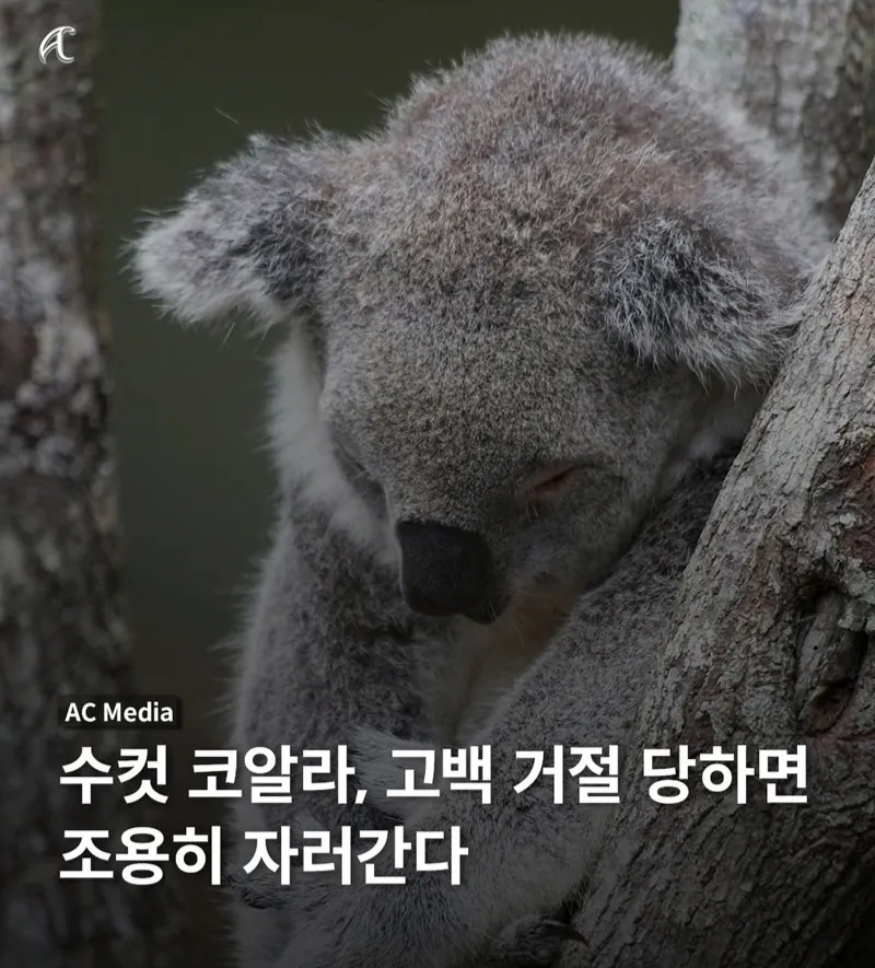 [정보/소식] 수컷 코알라는 맘에 드는 암컷에게 고백을 했다가 거절당하면 | 인스티즈