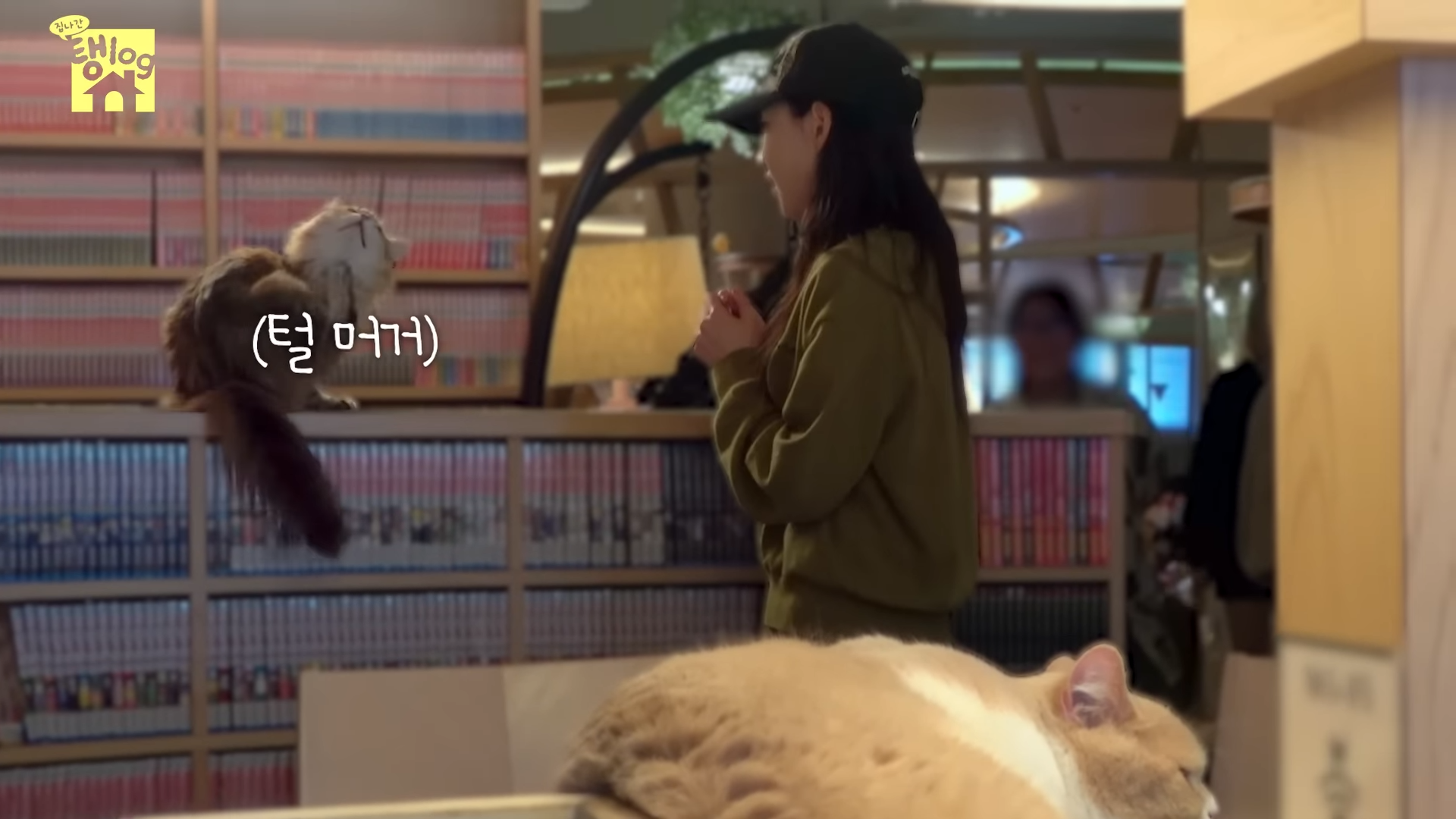 [잡담] 아 태연 고양이 관심 갈구하는거 귀엽닼ㅋㅋㅋㅋㅋㅋ | 인스티즈