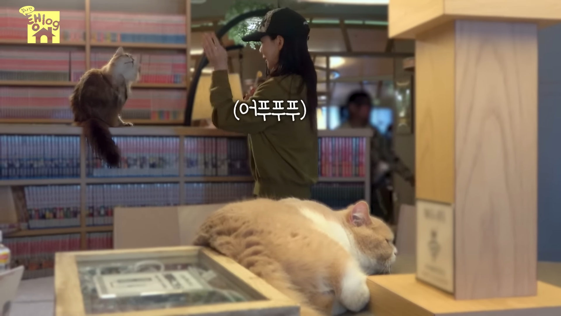 [잡담] 아 태연 고양이 관심 갈구하는거 귀엽닼ㅋㅋㅋㅋㅋㅋ | 인스티즈