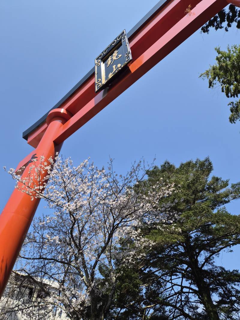 [잡담] 일본 벚꽃 이뻐 시골 여행중 | 인스티즈