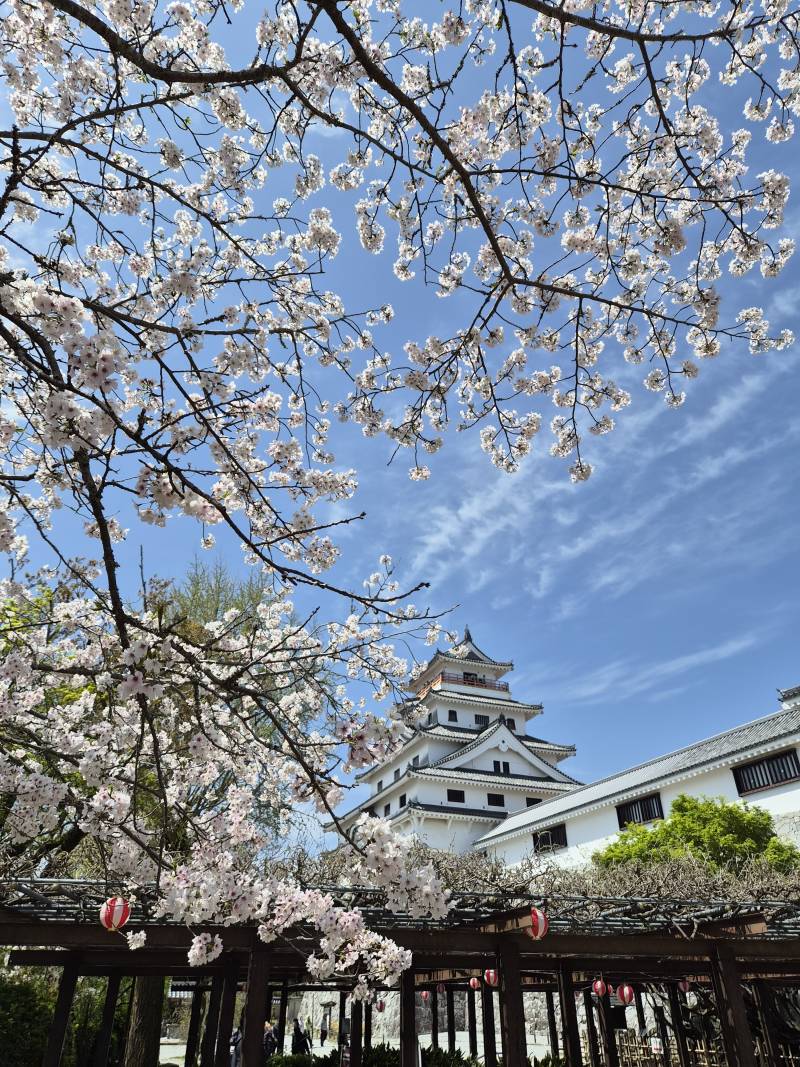 [잡담] 일본 벚꽃 이뻐 시골 여행중 | 인스티즈