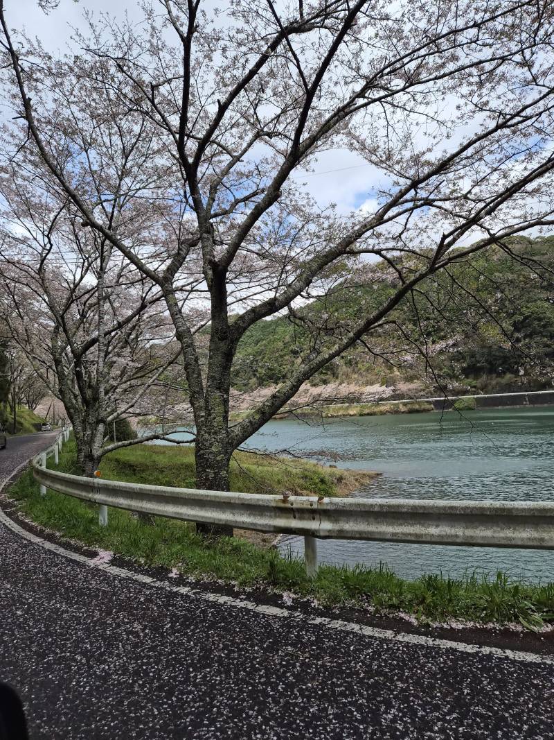 [잡담] 일본 벚꽃 이뻐 시골 여행중 | 인스티즈