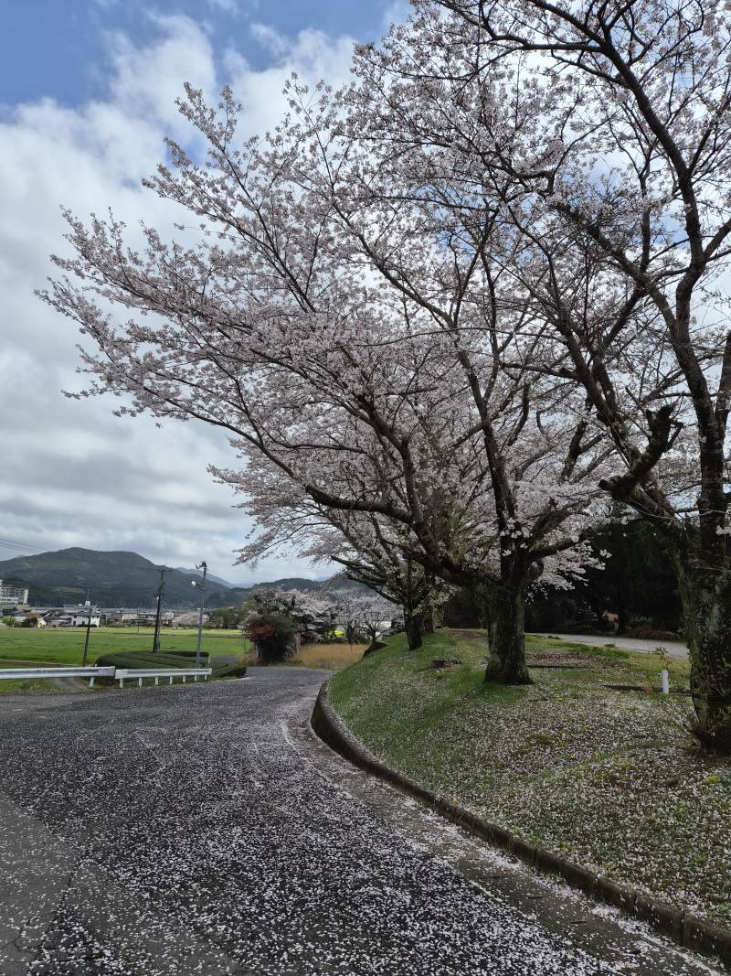 [잡담] 일본 벚꽃 이뻐 시골 여행중 | 인스티즈