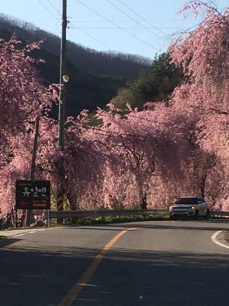 [잡담] 재작년에 본 벚꽃이 ㄹㅈㄷ 였는데 | 인스티즈