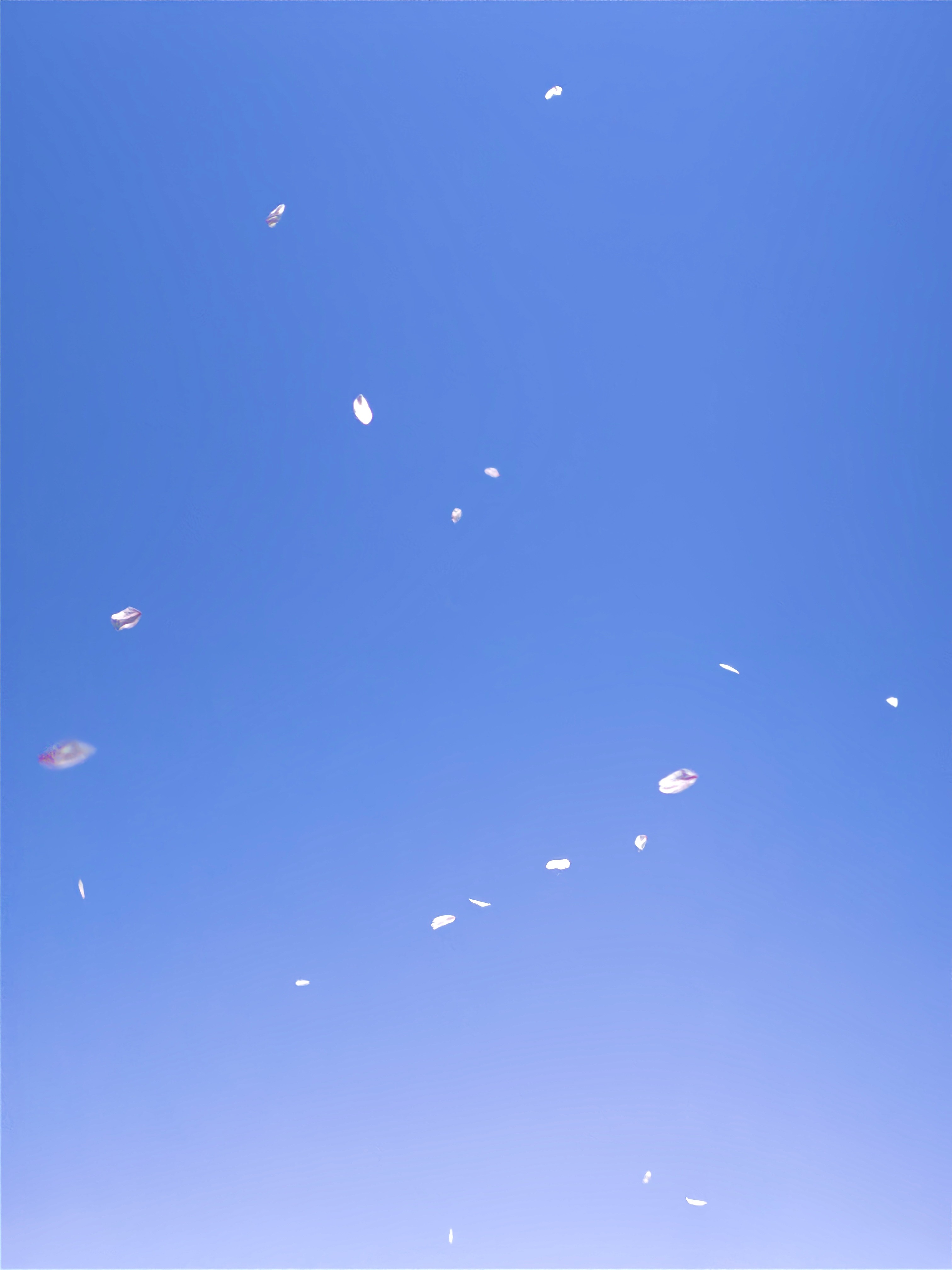 [잡담] 벚꽃 사진들🌸🌸 | 인스티즈