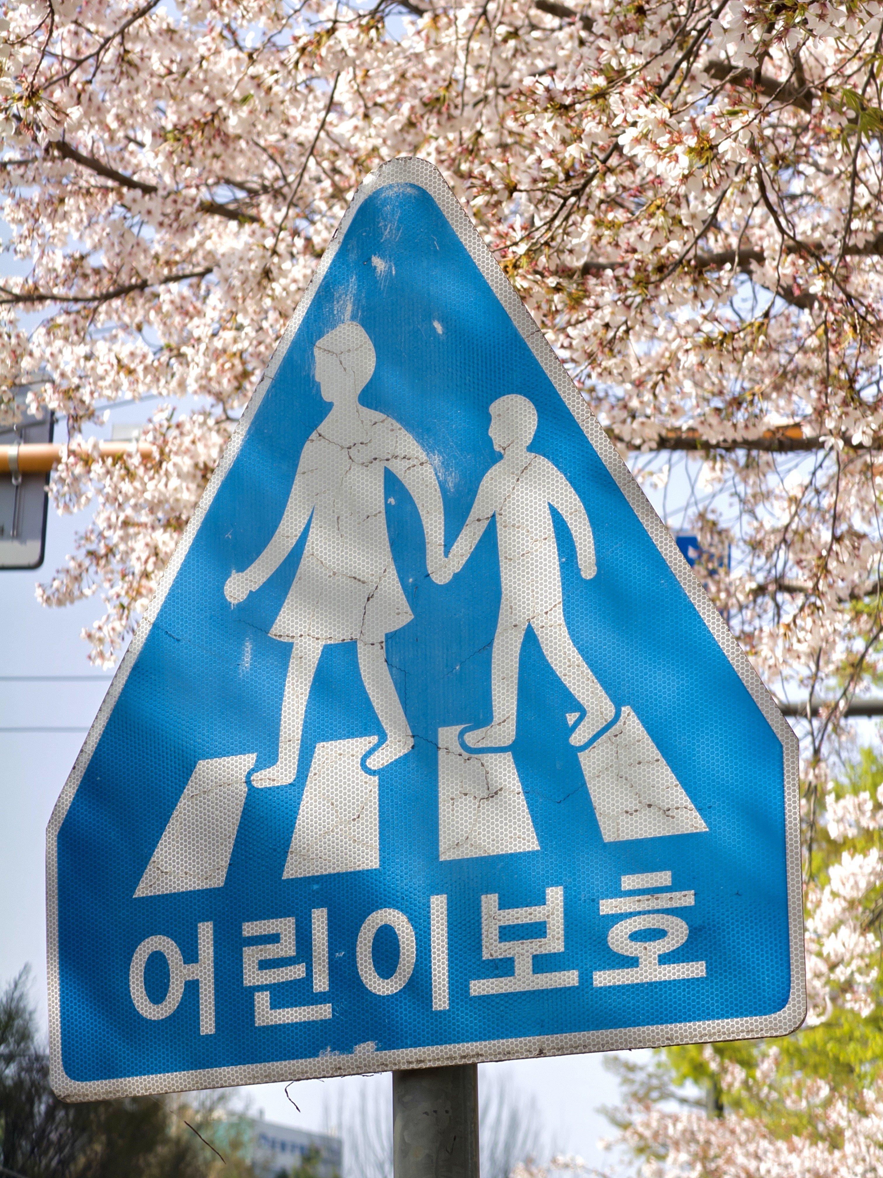 [잡담] 벚꽃 사진들🌸🌸 | 인스티즈