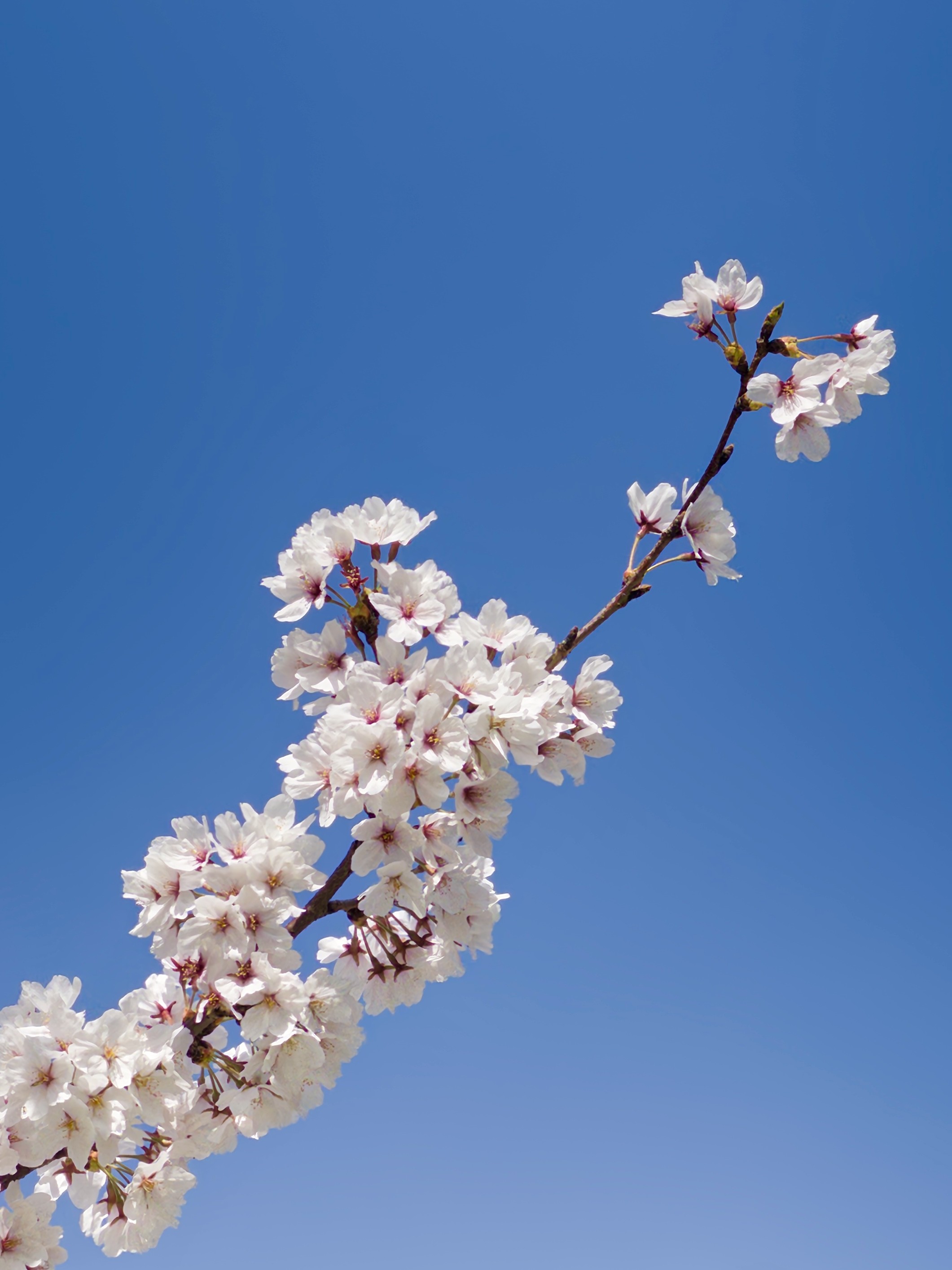 [잡담] 올해 찍은 벚꽃 사진 🌸 | 인스티즈