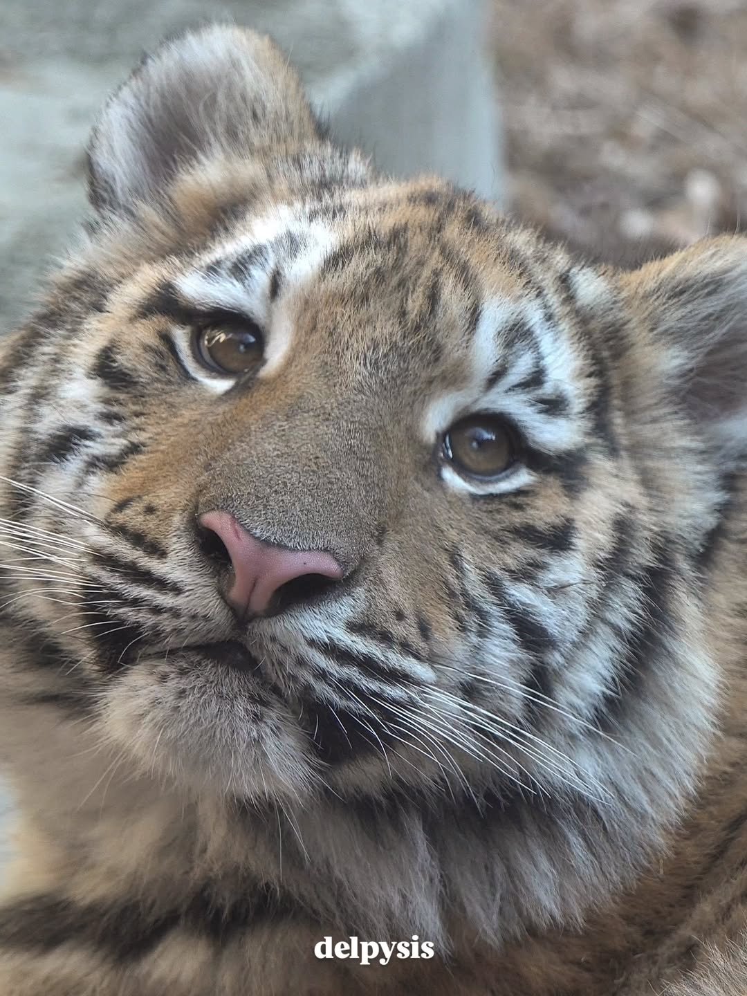 [잡담] 설호 보실 분 | 인스티즈