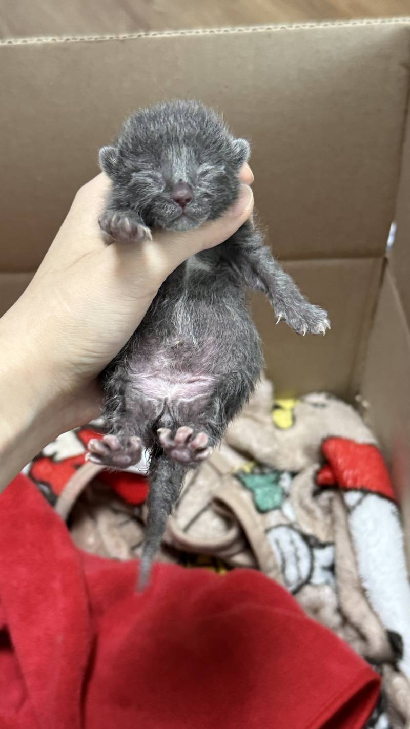 [잡담] 고양이 주워써 | 인스티즈